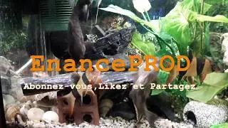 Aquariums Beat  !!!!!  By EnAnce PROD