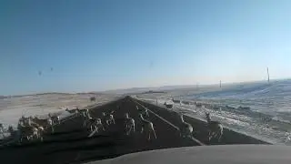 Дзерены в степях Забайкалья.