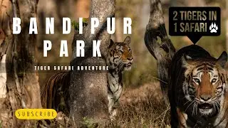Bandipur Wildlife Safari in 4K | Cinematic Tiger Sighting 🔥 & Jungle Adventure 🐯