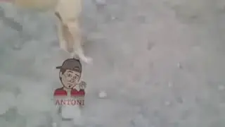 ANJING KAWIN SILANG