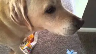Labrador Moby and an empty cheerios box