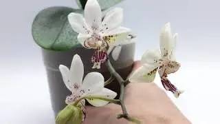 Орхидеи в оранжерее. Как они поживают?