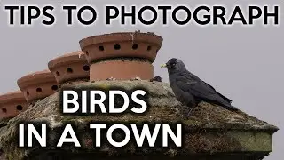 Tips for photographing birds in a town - Nikon Z8