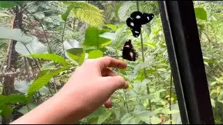 (330) Butterfly & Reptile Sanctuary - Melaka - Malaysia