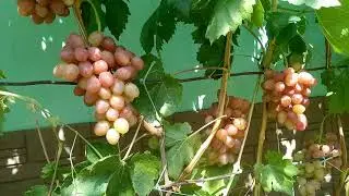 Виноград 2021 год - форма СОФИЯ не только красота но и вкус!!!!!