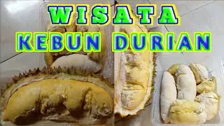 WISATA KEBUN DURIAN..