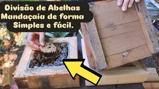 🔴 Reverse division of Mandaçaia bees! #meliponiculture #mqq #asf 🇧🇷 #video #nature