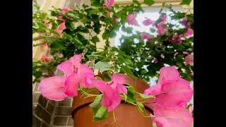 Tea Time with Ruthmere - Tour of the Greenhouse
