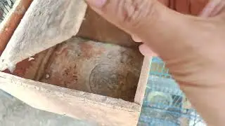Cek Glodok Parkit Sudah Ad Yg Netas Ternyata...!!