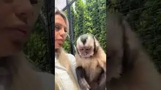 Skarb ❤️ #zwierzęta #capuchinmonkey #małpka #kapucynka #love #animal #primate #crazymonkey #lovemon
