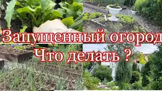 Запустила огород , чтооооо делать?