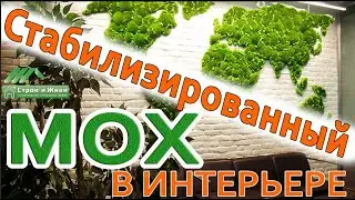 Стабилизированный Мох в Интерьере Загородного Дома, как вариант озеленения. Строй и Живи.