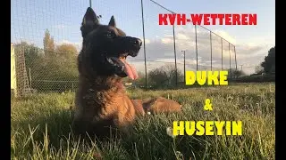 DUKE THE BLACK SHADOW & HUSEYIN - INSTA360 - Koninklijke Verdedigingshond Wetteren KVH #1