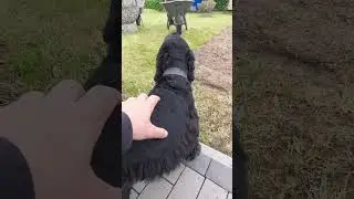 Трое на даче не считая собаки. Дача как хобби.