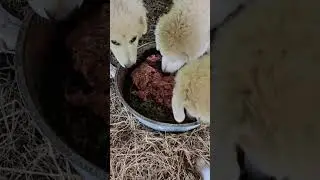 Maremma puppies eating raw pet grind, living w sheep & food aggressive training