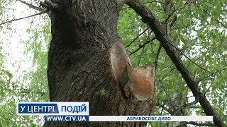 Абрикосове диво