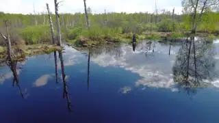 Майская красота подмосковья