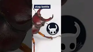 Hollow Knight na Vida real #hollowknight