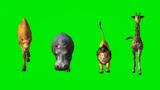 camel,hippo,lion,giraffe running green screen video | animal race green screen stampede 