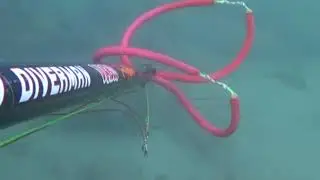 zıpkın avı saçma sapan ıskalar son anda dönen çupralar