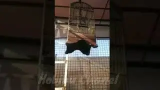 Kicau merdu Anis Cendana / Punglor Cendana