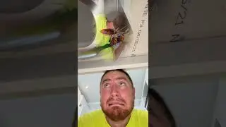 He is VERY AFRAID of INSECTS 😱🕷🤣 