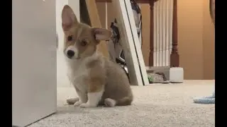 My new 2 month old fur baby, Yuna the Auggie (75% Corgi + 25% Australian Shepherd mix) discovers cam