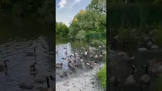 The Fine $365 for Feeding Wildlife in Ontario. People Don’t Listen 