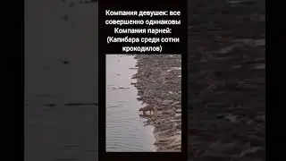 Про капибару 