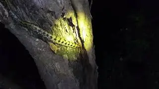我們與野生動物的距離 - 守株待兔的黑眉錦蛇