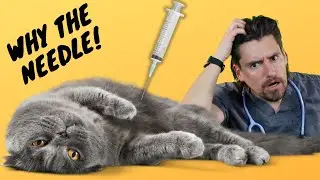 How a Veterinarian gets Urine from a cat