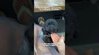 Пудель это уже не собака, но еще не человек 💔 Много ли нас, кто их любит так же как я?