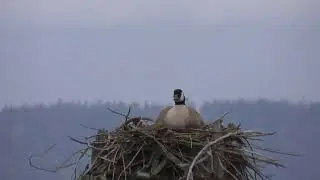 Resourceful Canadian Geese - Where's the Wetlands