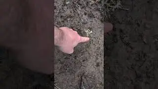 Huellas de oso por todas partes