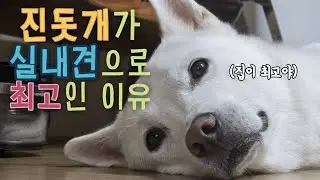 왜 진돗개는 집 안에서 키우면 안되나요?! 진돗개가 실내견으로 최고인 이유! | 진돗개 진주, 밀크 | 제발 마당에서 짧은 줄에 묶어 키우지마