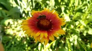 Футаж бджілка на квіточці.🌷Footage bee on a flower.
