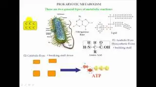 Prokaryotic Metabolism Warmup Info Part 1