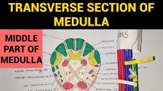Transverse Section of Medulla - 2 | T.S at Middle Part of Medulla at Sensory Decussation