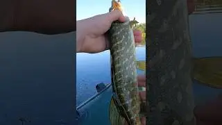 ✅️ Впіймав Малечу - Відпустив!💚 Повне Відео на Каналі😉 #shorts #fishing #рибалка #щука #pike