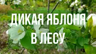 ДИКАЯ ЯБЛОНЯ В ЛЕСУ. АПРЕЛЬ. РЕЛАКС