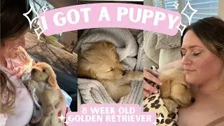 Picking Up My Golden Retriever Puppy + Puppy Essentials Haul