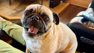 Excited Pug Reunites With Family & Friends