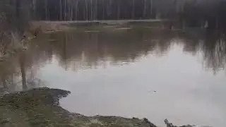 Обратная связь от хозяина нашего первенца 💪😎