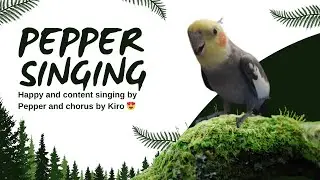 Pepper so happy 😃 singing away to glory 😍🦜 #singingbirds #pets #birds