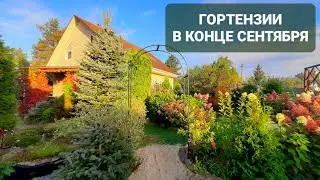 Гортензии в конце сентября в саду Девятой реальности🌿Часть 1