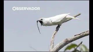 Como um martelo. Araponga-da-Amazónia bate recorde e é a ave mais barulhenta do mundo