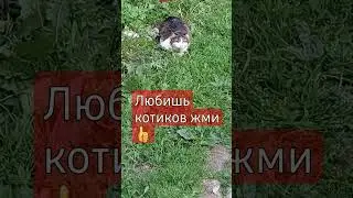 #shortc#Мура готовится к прыжку