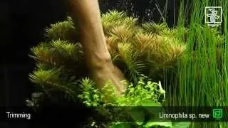 Limnophila hippuridoides