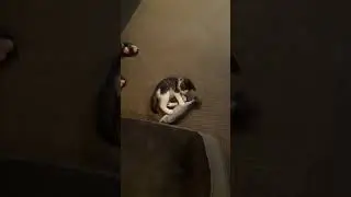 Flippin Fish - Happy Kitty