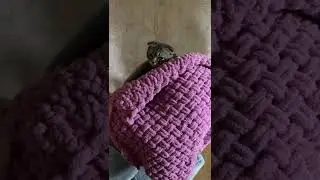 very sweet scottish fold sleeps under the covers in the rain